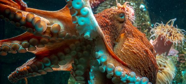 Giant Pacific Octopus