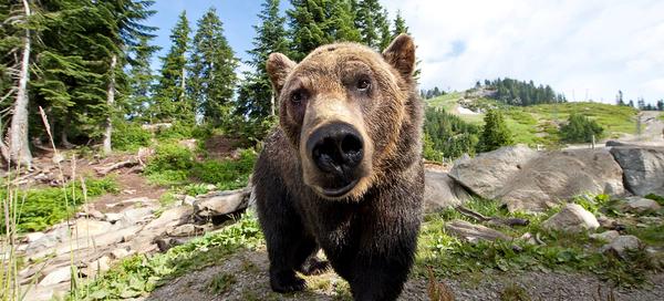 Ranger Talks at Grizzly Bear Habitat