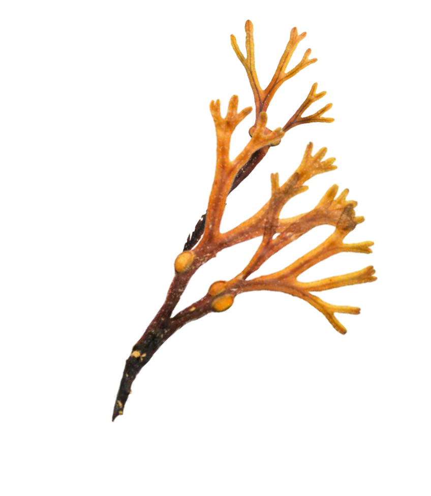 the last of us overlay