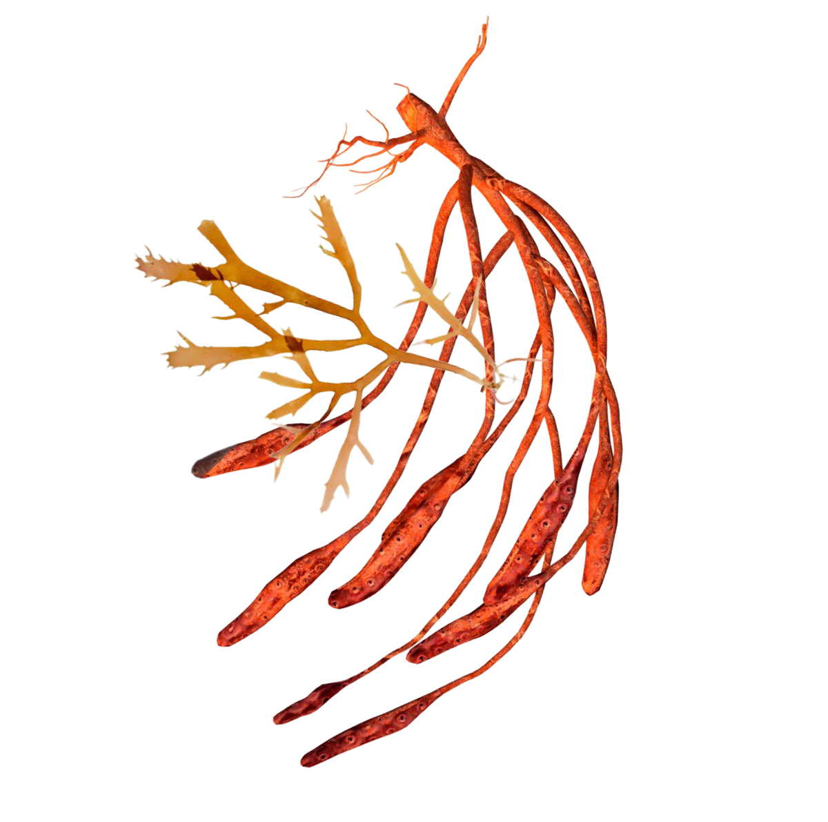 the last of us overlay