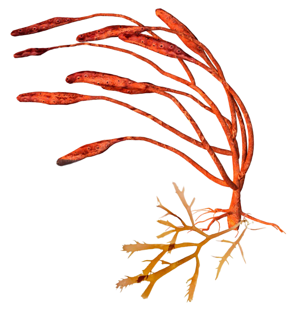 the last of us overlay