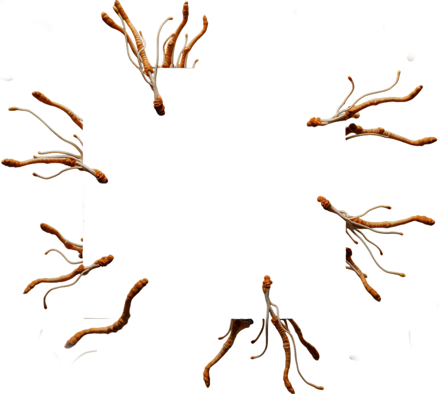 The Last of Us roots